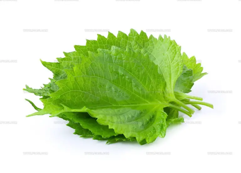 12 Best Ingredients to Replace Shiso Leaves