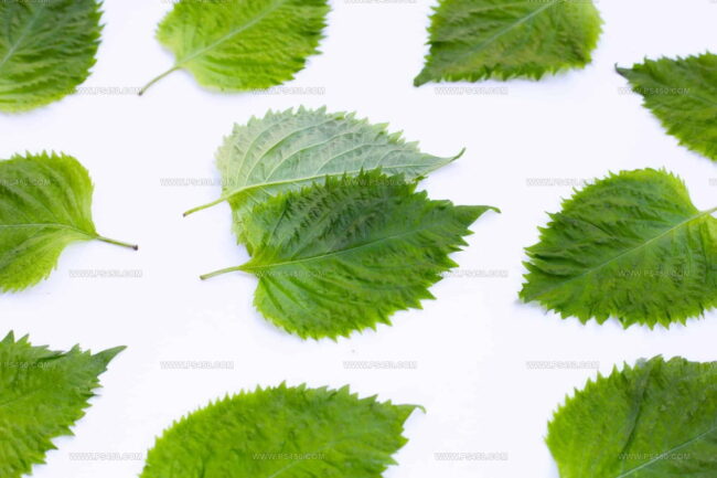 Kaffir Lime Leaves