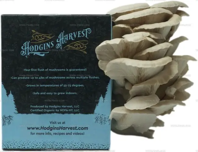 Oyster Mushrooms