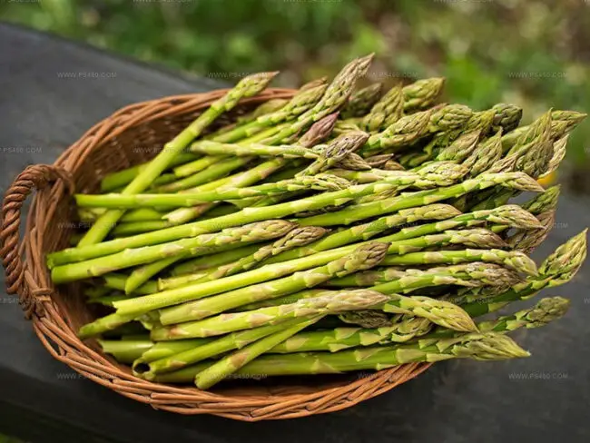 The Fascinating Facts of Asparagus